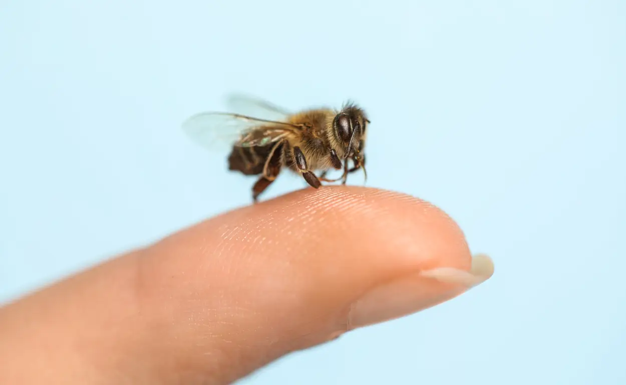 Bee landing on someones finger